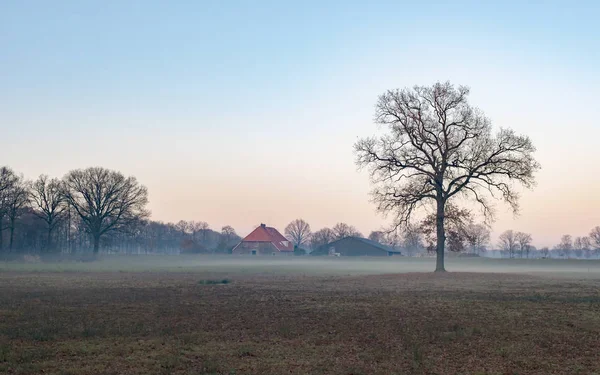 Samotne drzewo gołe w mglisty pola — Zdjęcie stockowe