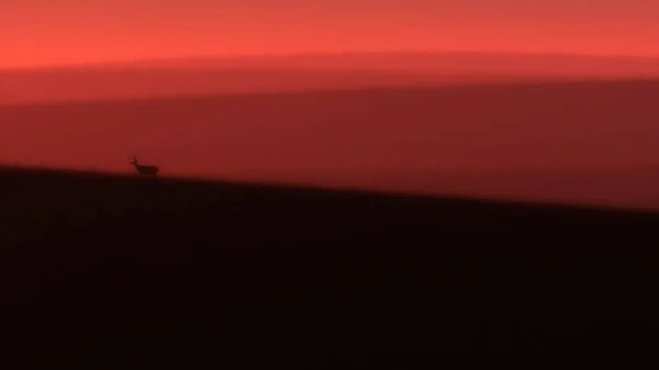 Silhouette Von Rothirschen Die Bei Sonnenuntergang Auf Einem Grasbewachsenen Hügel — Stockfoto