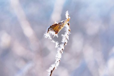dal ve yaprak ile hoarfrost