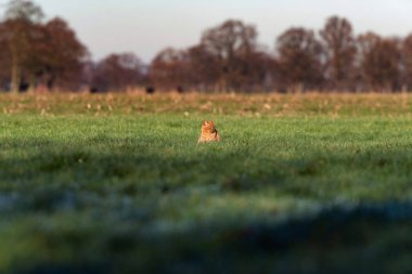Güneş ışığı altında oturan zencefil kedi 