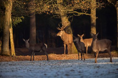 Kızıl geyik ayakta bekarlığa 