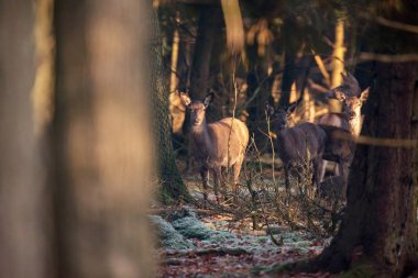 Kızıl geyik ormandaki ağaçlar arasında 