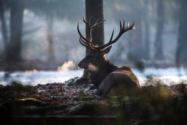 Kızıl geyik yalan bekarlığa 