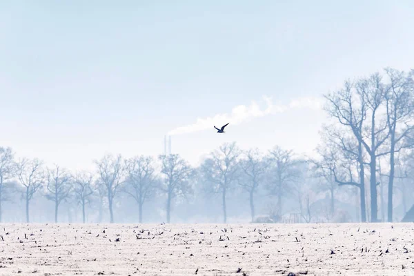 Ptak przelatywał nad pejzaż zimowy — Zdjęcie stockowe