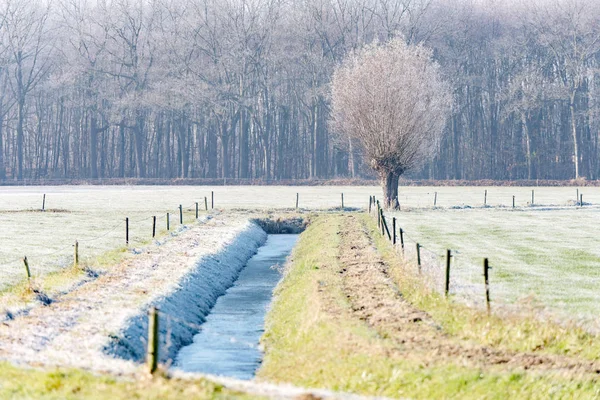 Příkop s pollard Vrba — Stock fotografie