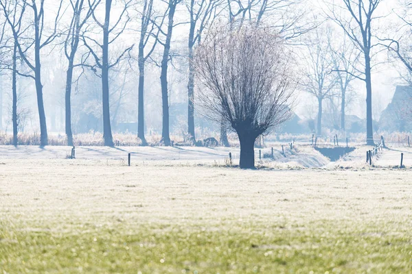 Saule à pollard nu aux Pays-Bas — Photo