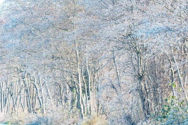Alberi invernali nudi coperti — Foto Stock