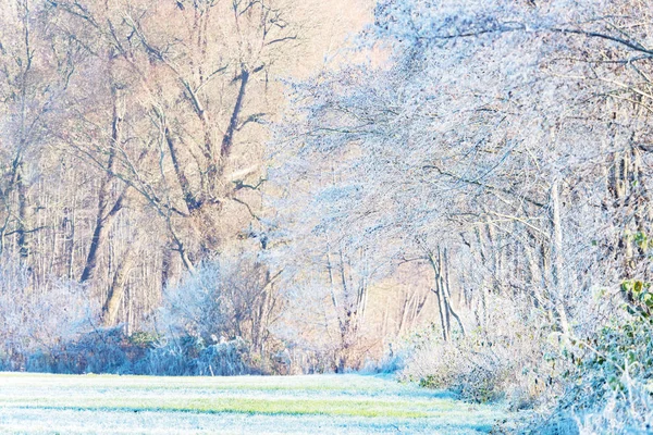 Голі зимові дерева покриті — стокове фото