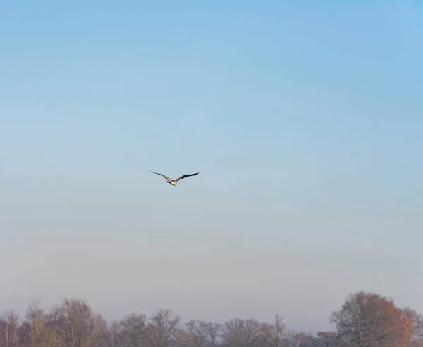 Blaureiher fliegt über Winterbäume — Stockfoto