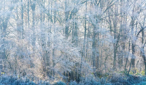 La luz del sol a través de árboles desnudos de invierno — Foto de Stock
