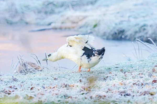 Pato blanco estirando el cuello — Foto de Stock