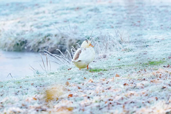 Anatra bianca seduta in erba congelata — Foto Stock