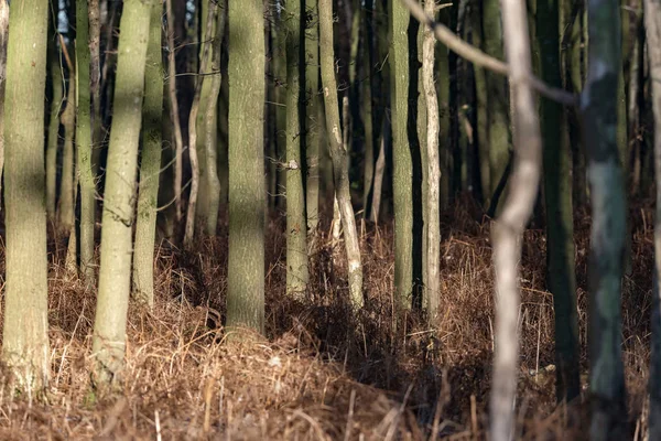 Stammen van de bomen in de herfst bos — Stockfoto