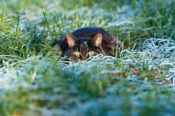 Cyperse kat liggend in bevroren gras — Stockfoto
