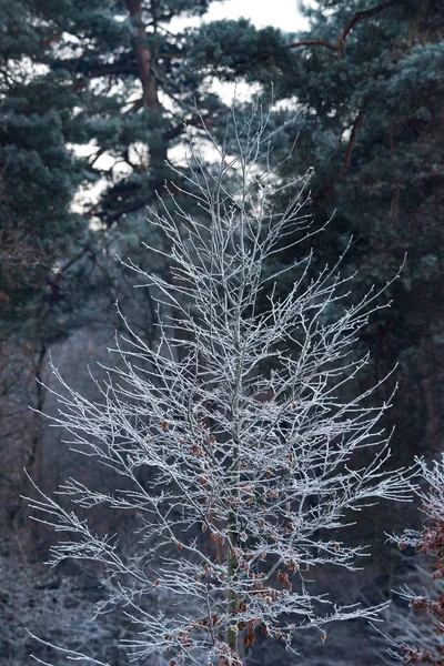 Árbol desnudo con escarcha —  Fotos de Stock