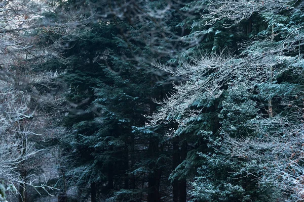 Çam ağaçları ile hoarfrost — Stok fotoğraf