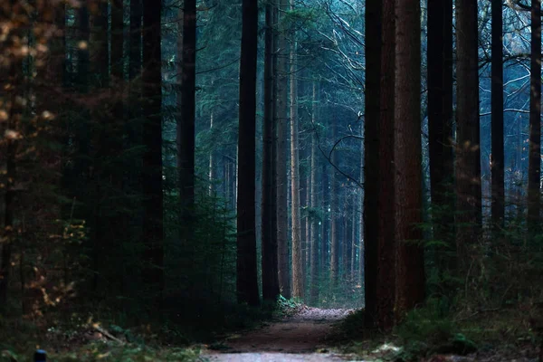 Temný borový les. — Stock fotografie