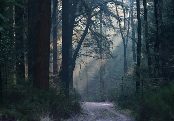 Dimmiga skogen med solstrålar — Stockfoto