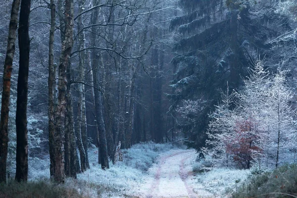 Neve congelada floresta de inverno . — Fotografia de Stock