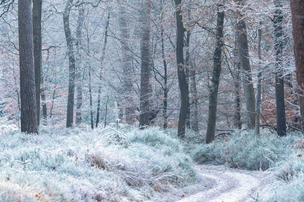 Bílé zmrazené zimní les. — Stock fotografie