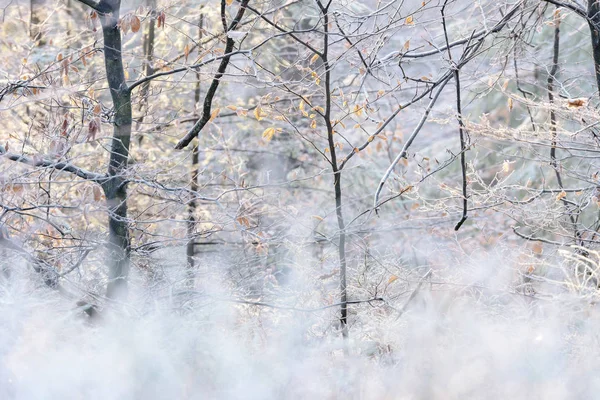 白い冷凍木 — ストック写真
