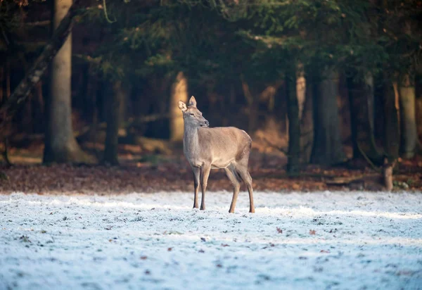 Rothirschweibchen im Stehen — Stockfoto