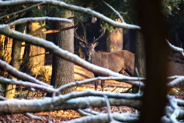 Ciervo rojo ciervo en bosque — Foto de Stock