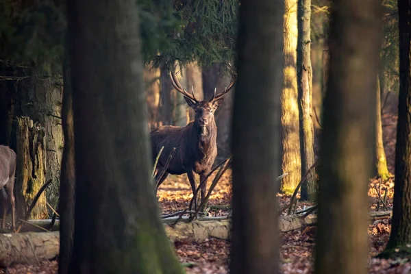 Deer stag standing between trees — Stock Photo, Image