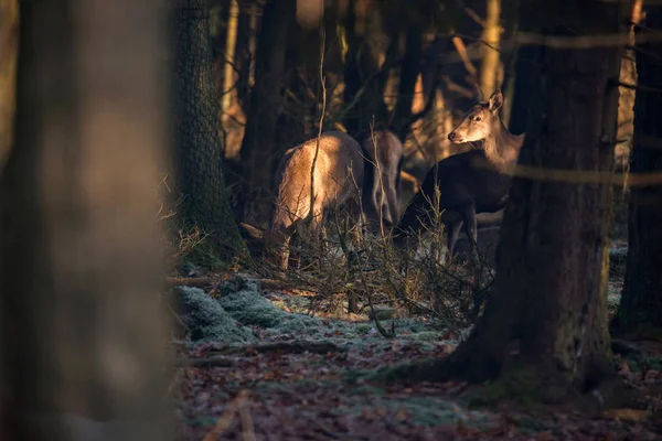 Θηλυκό ελάφι στο δάσος ανάμεσα σε δέντρα — Φωτογραφία Αρχείου