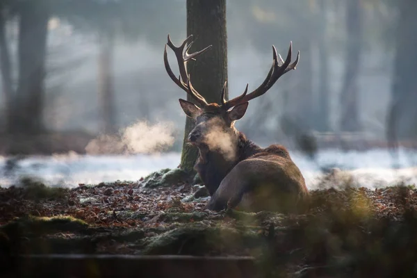 Red deer stag liggande — Stockfoto