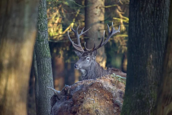 Jeleń jelenia między drzewami — Zdjęcie stockowe