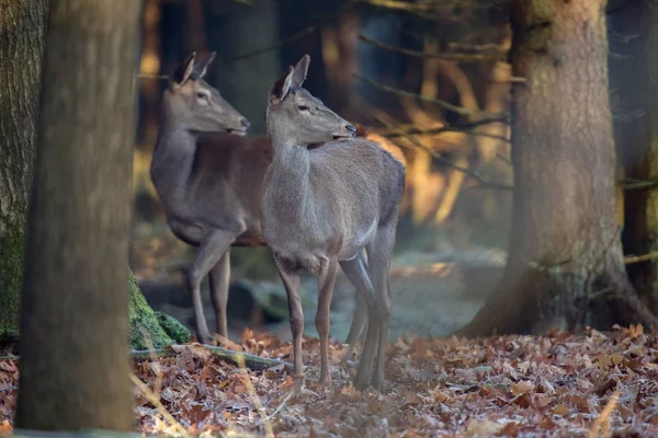 Due femmine di cervo rosso in piedi — Foto Stock