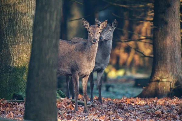 Alert dwa jelenie w lesie — Zdjęcie stockowe