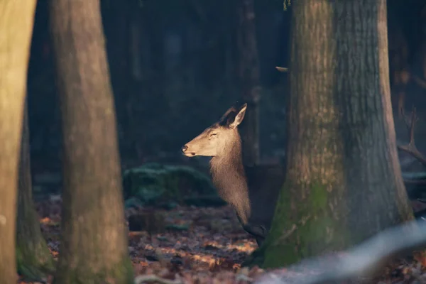 Самка красного оленя в лесу — стоковое фото