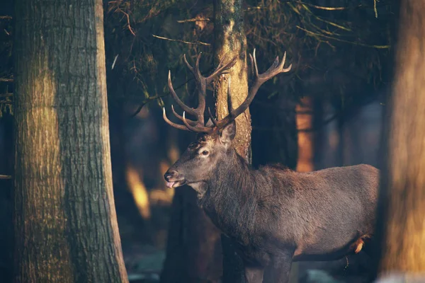 Side view of red deer stag — Stock Photo, Image