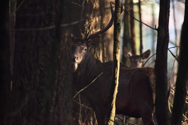 Cervo rosso nascosto cervo nella foresta — Foto Stock