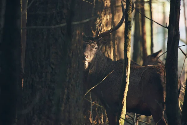 Скрытый олень в лесу — стоковое фото