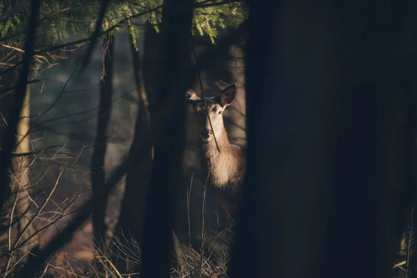 Красный олень в темном лесу — стоковое фото