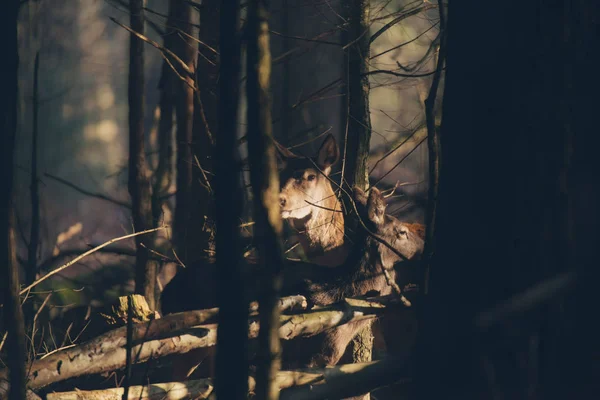 Red deer hind in dark forest — Stock Photo, Image