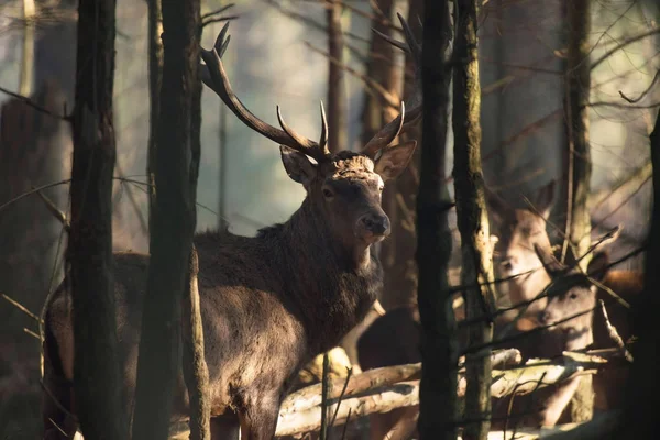 Cervo rosso cervo nella fitta foresta — Foto Stock