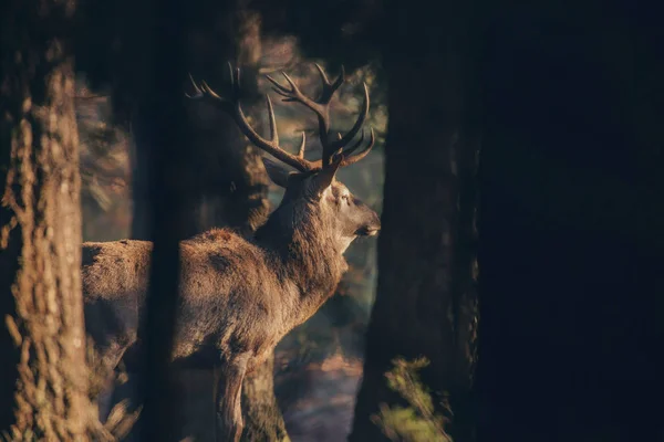 Widok z boku Jeleń jelenia — Zdjęcie stockowe