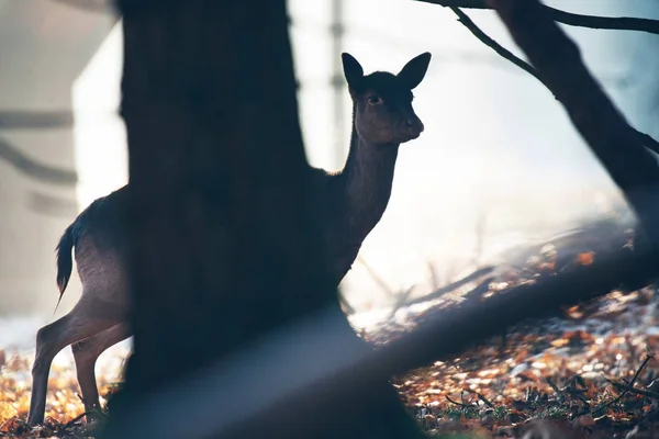女小鹿的剪影 — 图库照片