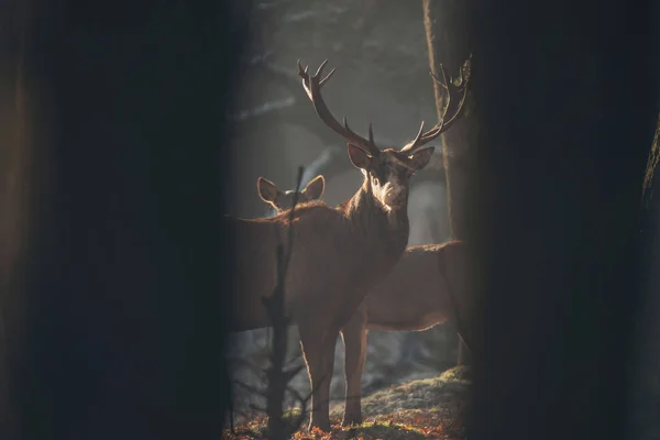 Rode hert hert in mistige bos — Stockfoto