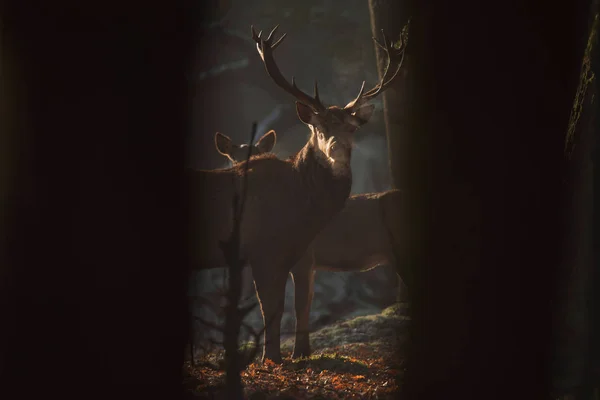 Червоні олені в туманному лісі — стокове фото