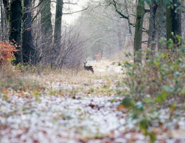 Yol üzerinde uyarı Karaca duran 