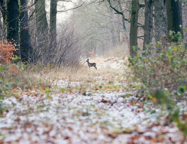 Waarschuwing reeën staande op pad — Stockfoto