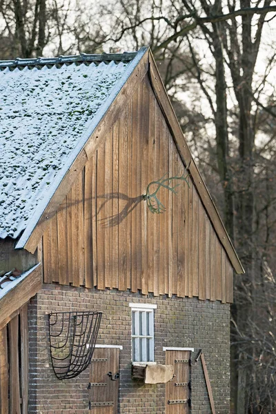 Trophäengeweih hängt an der Wand — Stockfoto