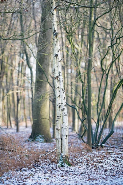 Deux troncs de bouleau en forêt . — Photo