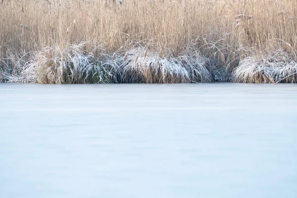 Frozen reed covered with ice — Stock Photo, Image