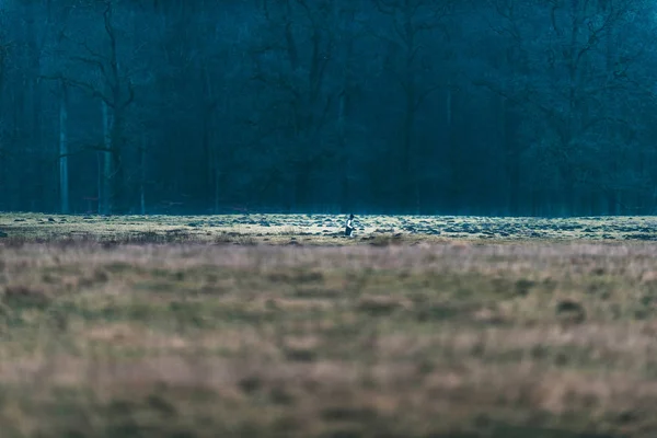 Člověk, který prochází kolem zimního lesa. — Stock fotografie